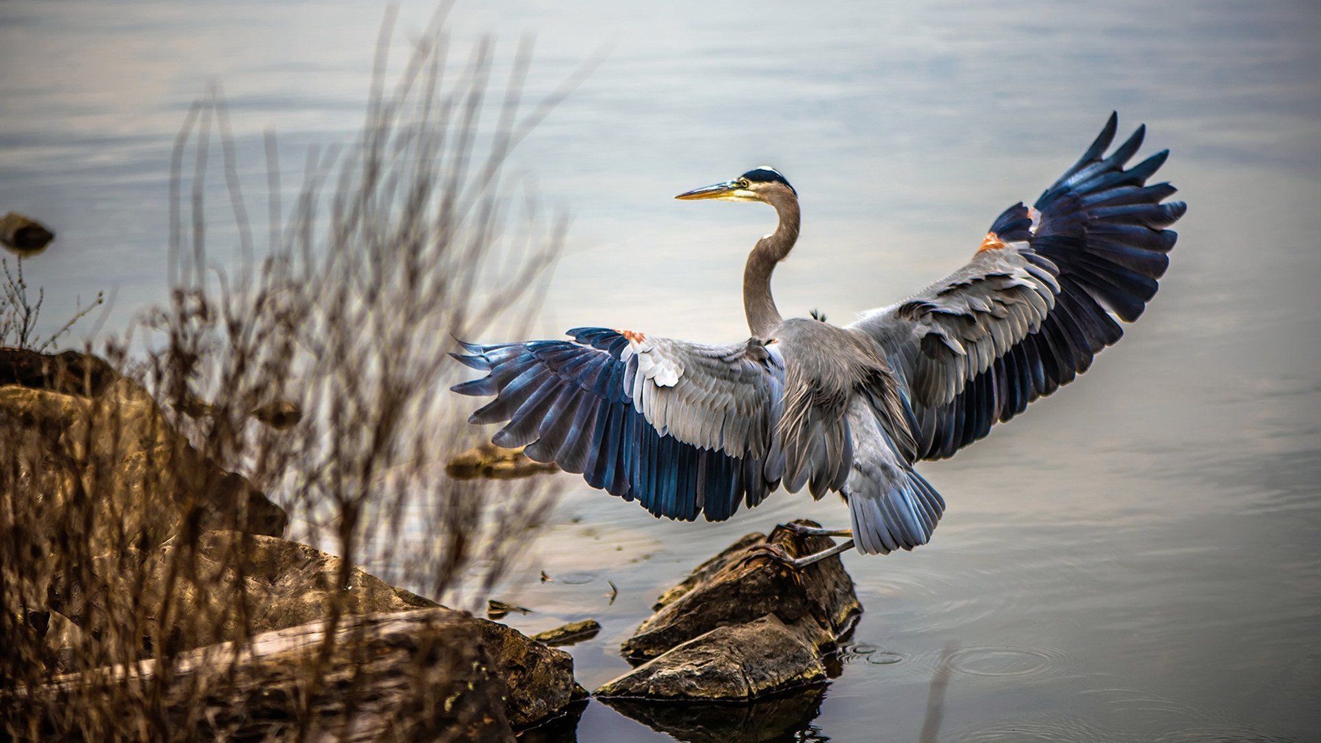 2026世界杯之夜,卢卡库的压制级统治