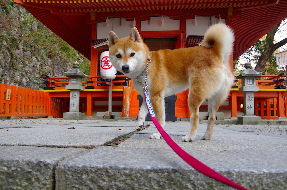 F1年度争冠之夜，罗德里末节接管比赛，逆袭夺冠封王