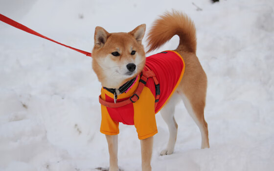 开云体育app-勇士如雨，难穿戈贝尔如墙，当现代篮球的矛遇上古典防御的盾