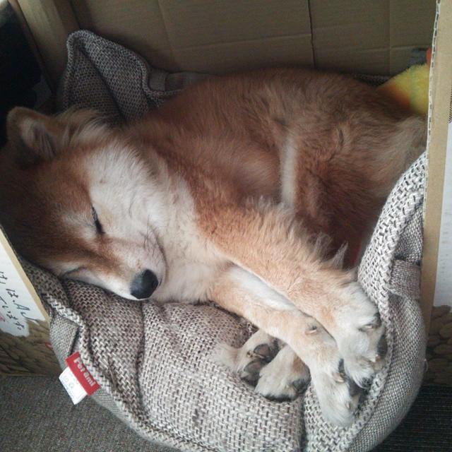 关键先生诞生夜!杰伦格林一剑封喉,爵士客场掀翻篮网