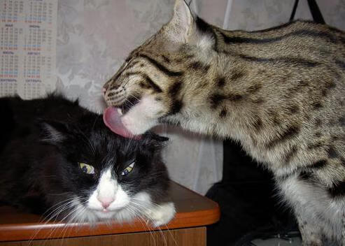 掘金单节狂风暴雨拉开森林狼，保罗老将智慧成关键先生