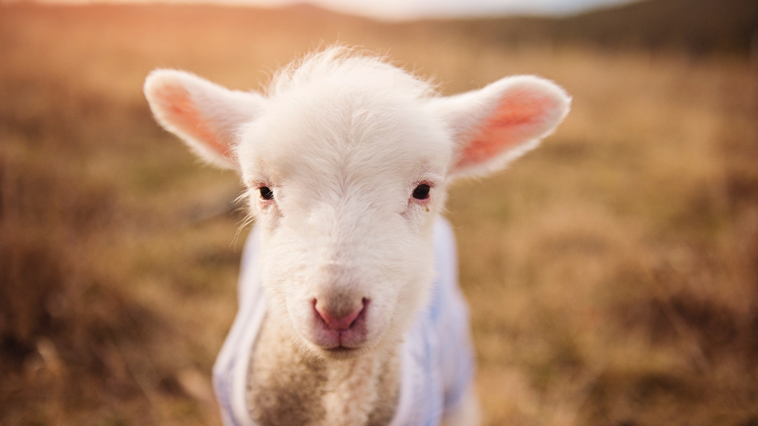 手术刀与瑞士军刀，坎特如何用教科书表现切割喀麦隆
