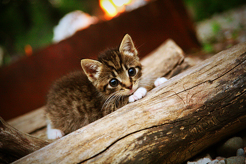 开云体育中国-公路上的复活，从圣地亚哥到F1赛道，智利如何用两场胜利重写国家叙事？