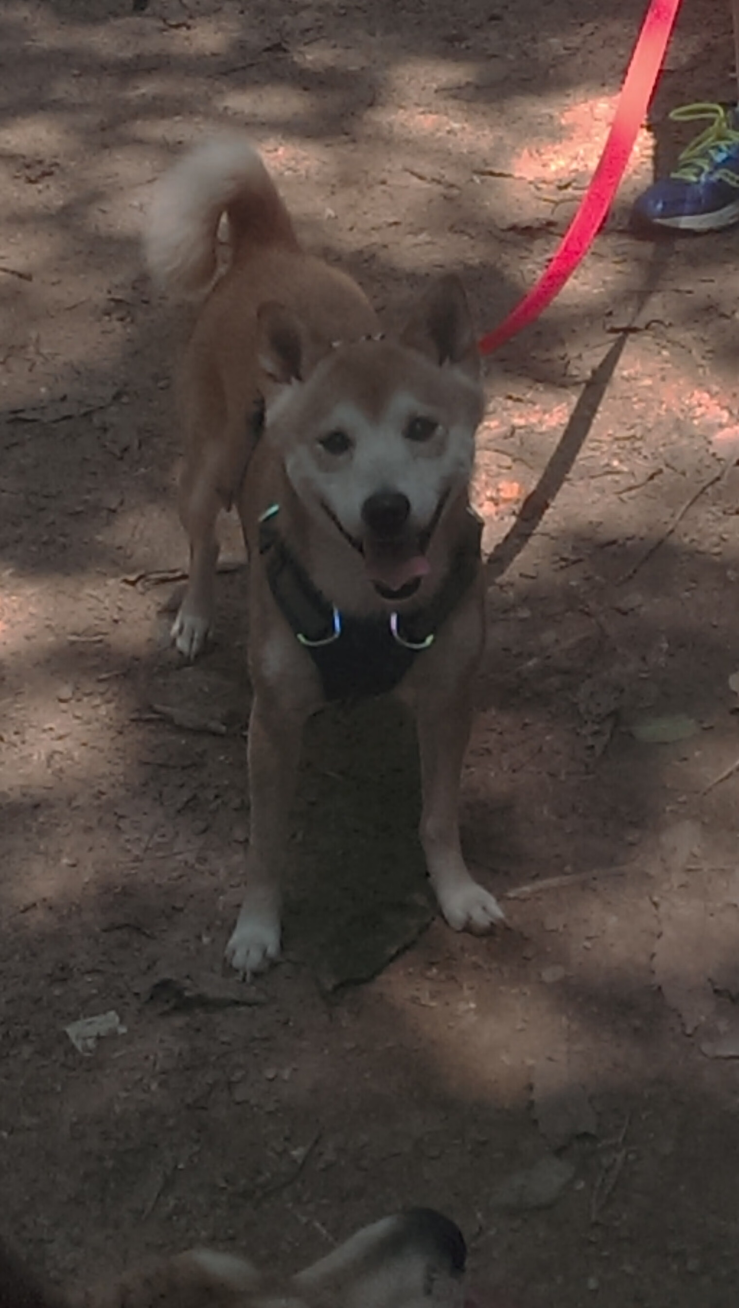 开云体育平台APP-西亚卡姆爆发，独行侠末节带走热火，一场领袖的证明