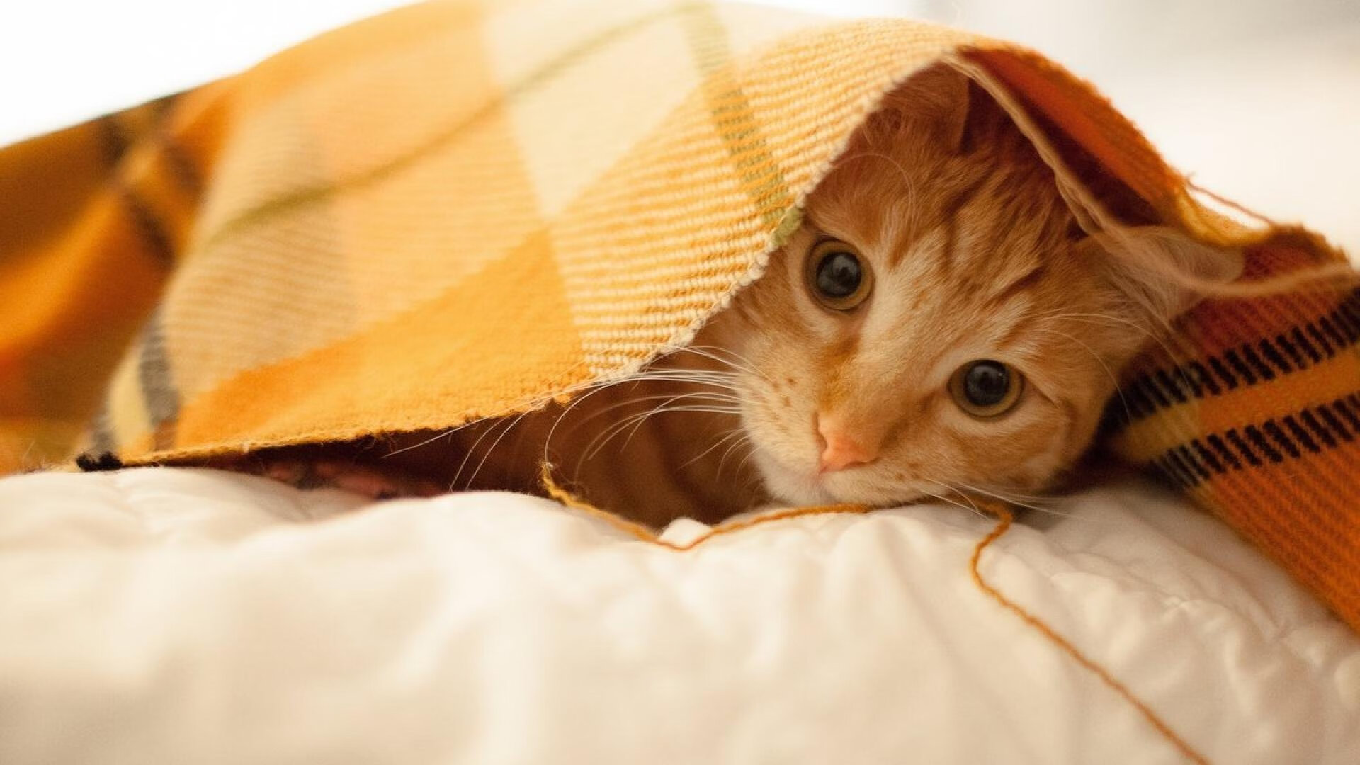 欧冠淘汰赛之夜，卡马文加，那个用双脚为银河战舰定调的指挥家