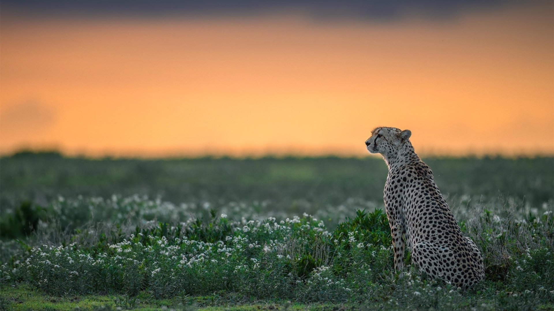 开云体育平台APP-东决焦点战之夜，厄瓜多尔奇迹般击败皇马