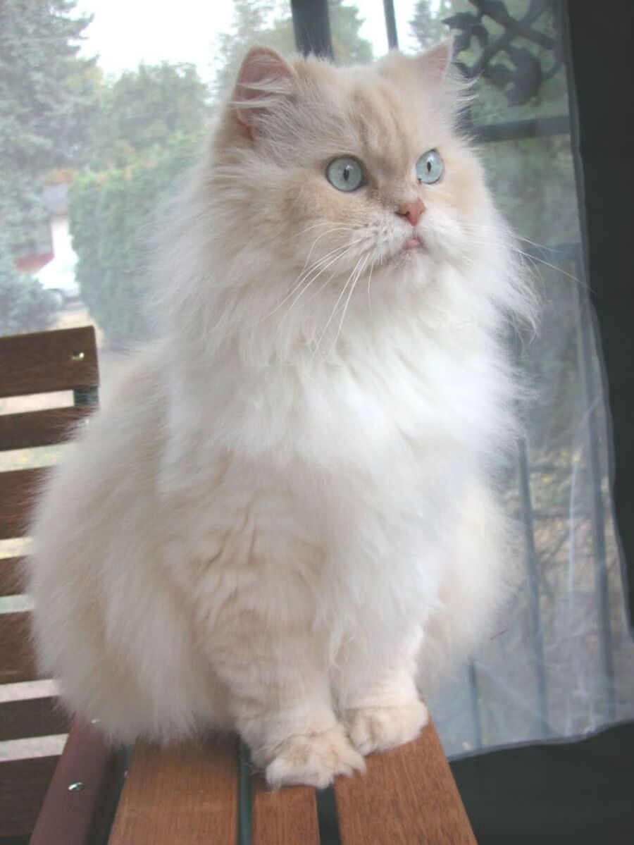 桑巴风暴席卷B组,巴西大胜西班牙,卢卡库闪耀全场